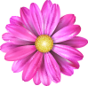 Small flower graphic accent